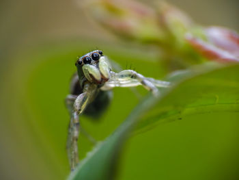 Close-up of spider on plant