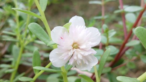 Close-up of white flower blooming outdoors