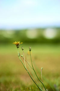 Close-up of flowering plant on land