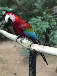 Close-up of parrot perching on branch