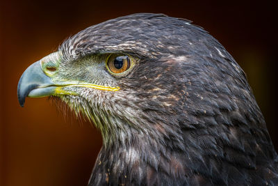 Close-up of eagle