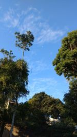 Low angle view of trees in forest against sky