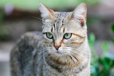 Close-up portrait of cat