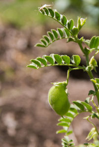 Close-up of fruit on plant