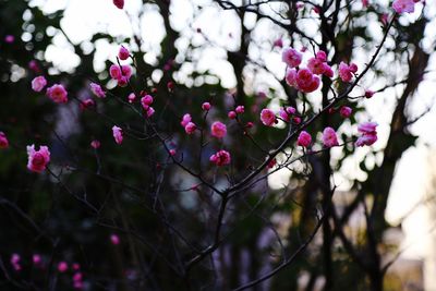 Low angle view of pink cherry blossoms in spring