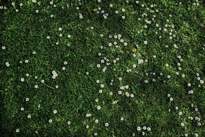 Full frame shot of flowering plants on land