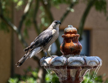 Close-up of birds perching on wood