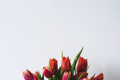 Close-up of tulips against white background