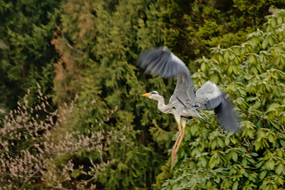 High angle view of gray heron flying