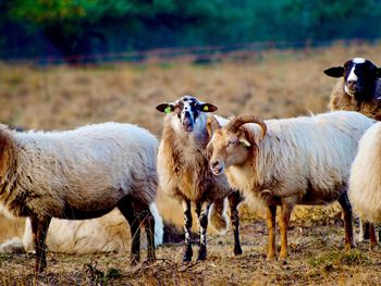 Sheep standing in a field