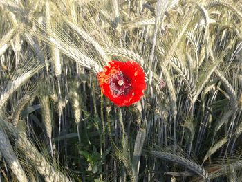 Close up of red poppy