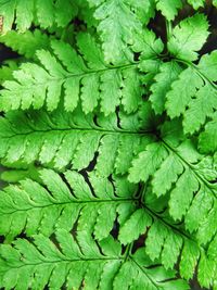 Full frame shot of fresh green leaves