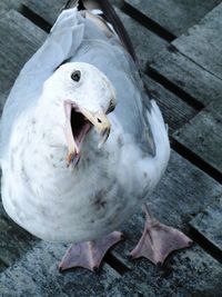 Close-up of bird