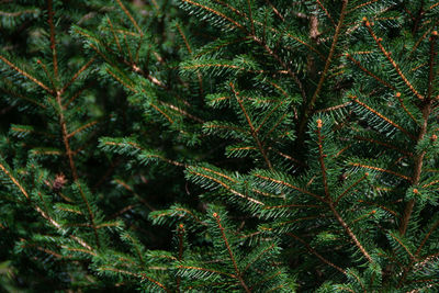 Full frame shot of pine tree