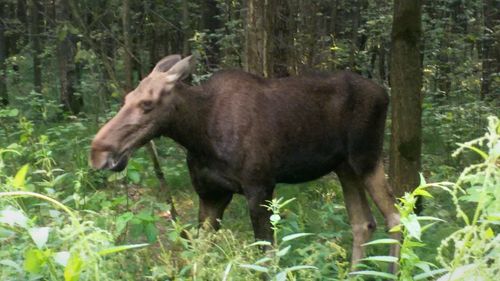 Horse in forest