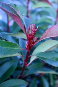 Close-up of red flowering plant