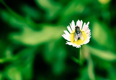 Close-up of bee pollinating flower