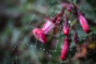 Close-up of water drops on spider web