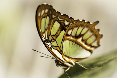 Close-up of butterfly
