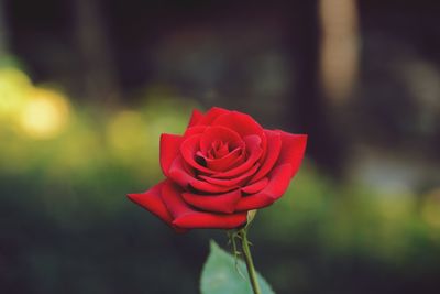 Close-up of red rose