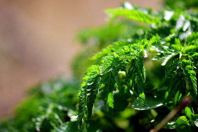 Close-up of pine tree