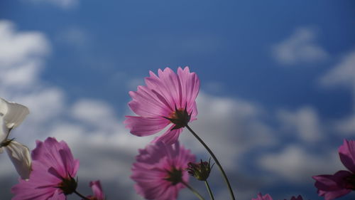 Close-up of pink cosmos flower against sky