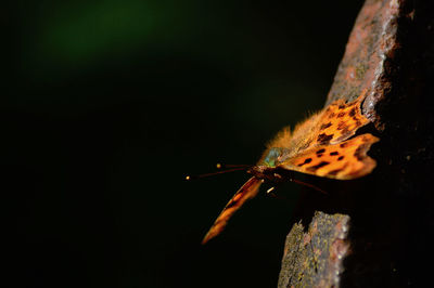 Close-up of butterfly on wood