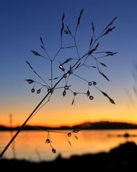 Close-up of silhouette plant against sky at sunset