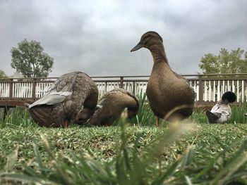 View of birds on field