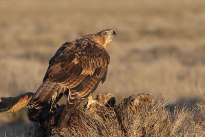 Close-up of eagle perching