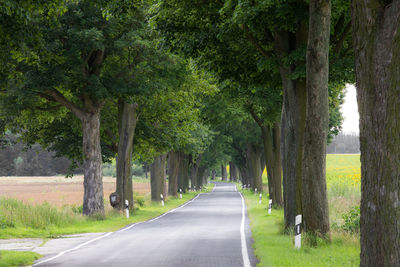 A narrow country road without traffic in the country brandenburg, germany