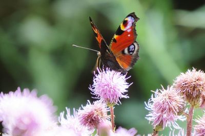 Close-up of butterfly pollinating on pink flower