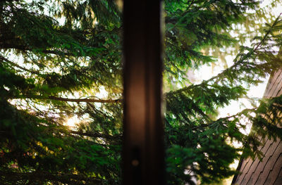 Low angle view of coniferous trees seen through window