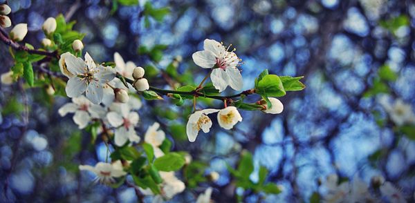 Close-up of flowers on tree