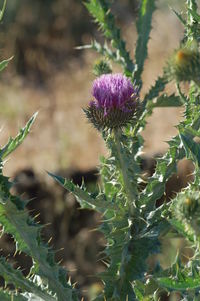 Close-up of purple flowers