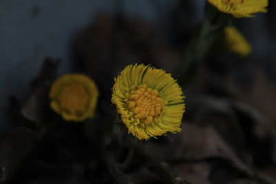 Close-up of yellow flower