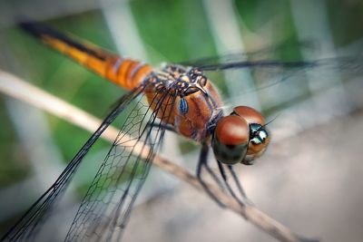 Close-up of dragonfly on leaf