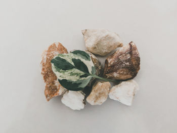 Close-up of food against white background