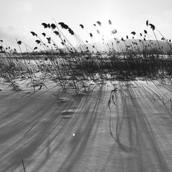 Birds flying over landscape against sky