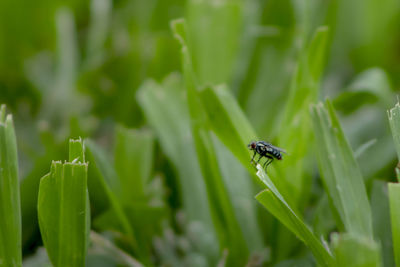 Close-up of insect on grass