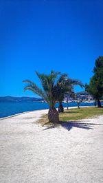 Palm trees on beach against blue sky