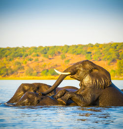Elephant in lake