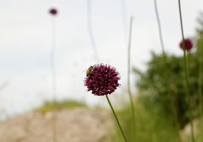 Close-up of flower blooming against sky