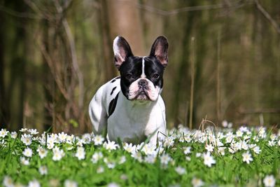 Portrait of dog with flowers