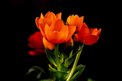 Close-up of orange rose against black background