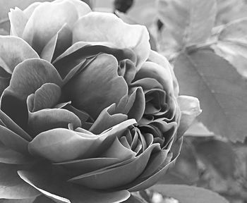 Close-up of rose blooming