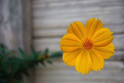 Close-up of yellow flower