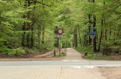 Rear view of road amidst trees in forest
