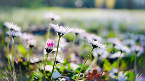 Close-up of white flowering plant on field
