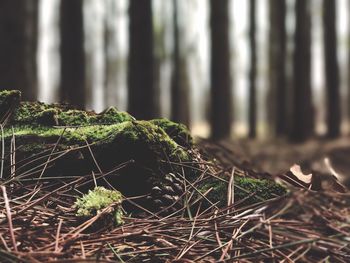 Close-up of moss growing in forest